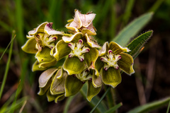 Asclepias cultriformis