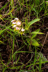Asclepias cultriformis