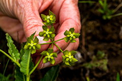 Asclepias fulva
