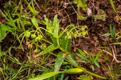 Asclepias fulva