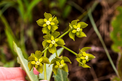 Asclepias fulva
