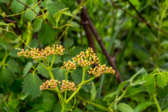 Cyphostemma natalitium