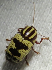 Cryptocephalus leucomelas