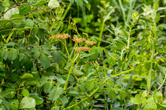 Cyphostemma natalitium