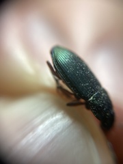 Poecilus versicolor