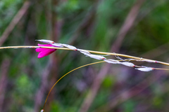 Dierama reynoldsii