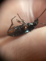 Poecilus versicolor