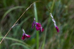 Dierama reynoldsii
