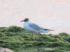 Chroicocephalus ridibundus