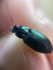 Poecilus versicolor