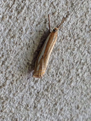 Crambus saltuellus