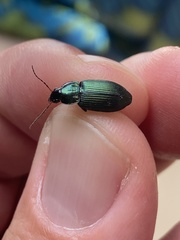 Poecilus versicolor