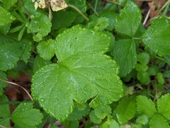 Rubus phoenicolasius