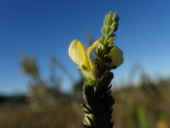 Aspalathus opaca rostriloba