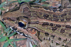 Leptodactylus fuscus