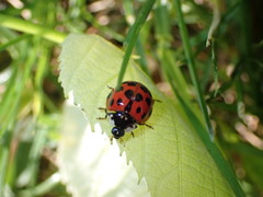 Harmonia axyridis