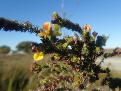 Aspalathus opaca rostriloba
