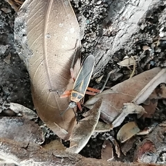 Stenomacra marginella