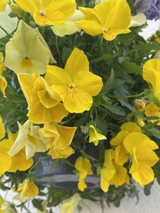 Viola