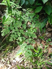Adiantum tenerum