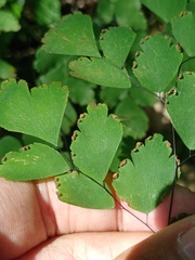 Adiantum tenerum