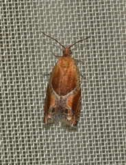Ancylis obtusana