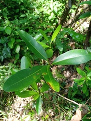 Calophyllum inophyllum