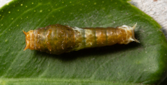 Papilio