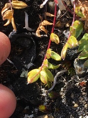 Oxytropis scammaniana