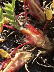 Oxytropis scammaniana