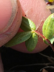 Oxytropis scammaniana