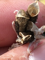 Oxytropis scammaniana