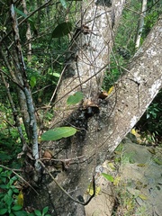 Calophyllum inophyllum