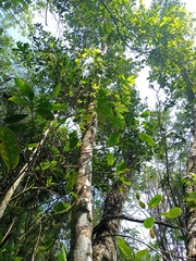 Calophyllum inophyllum