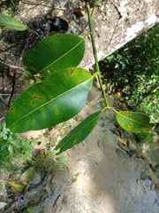 Calophyllum inophyllum