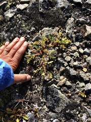Oxytropis scammaniana