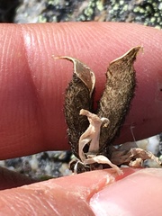 Oxytropis scammaniana