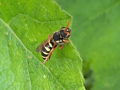 Nomada fucata