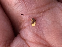 Oxytropis scammaniana