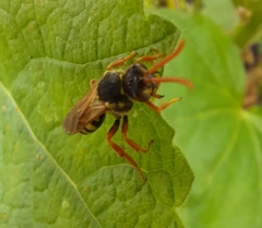 Nomada fucata
