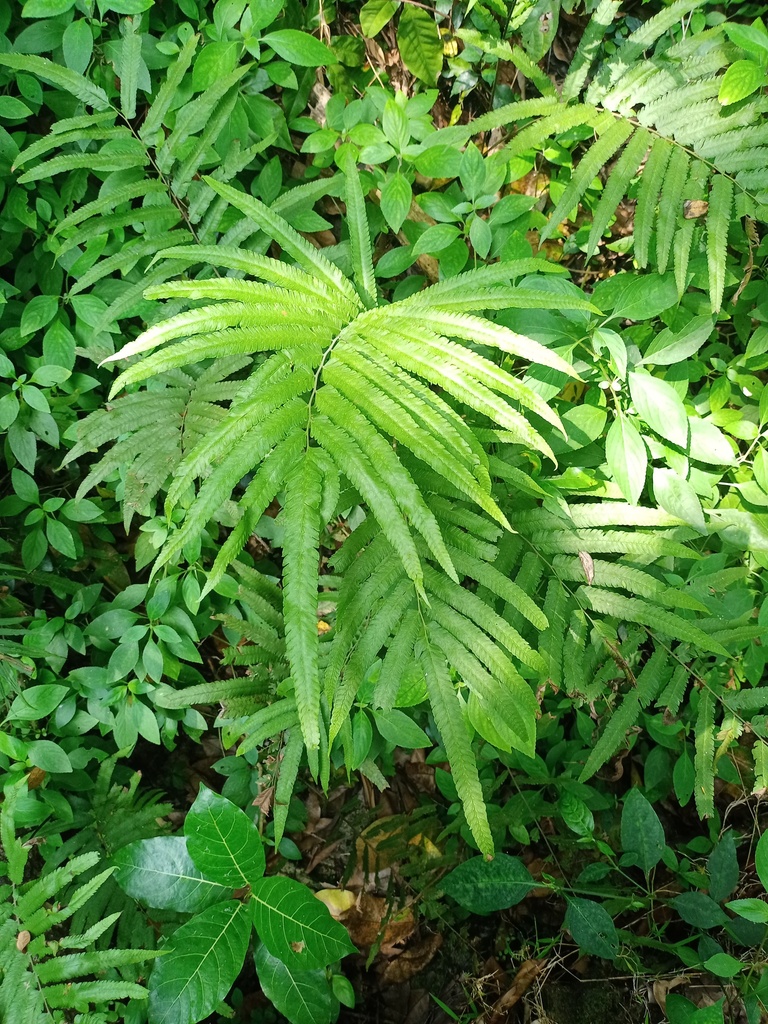 Amblovenatum terminans (Amblovenatum terminans)