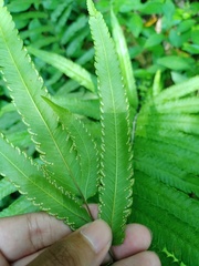 Amblovenatum terminans