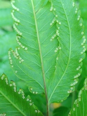 Amblovenatum terminans