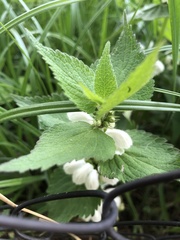 Lamium album