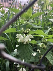 Lamium album