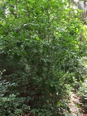 Gardenia nitida