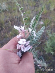 Astragalus testiculatus