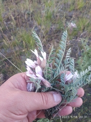 Astragalus testiculatus