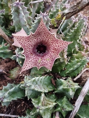 Huernia barbata barbata