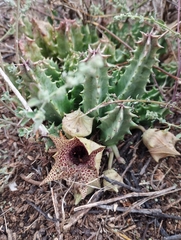 Huernia barbata barbata